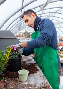 gardener-in-a-greenhouse-transplant-cyclamens-for-2023-11-27-05-01-19-utc