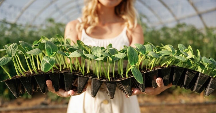 woman-holding-plants-in-plastic-little-pots